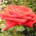 Blackspur Plant Nursery
