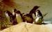 Penguin Tours