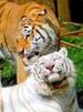 Isle of Wight Zoo