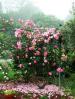 Rose Garden