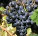 Minko's Cellar Door, Minko Wines and Providore