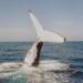 Ballina Ocean Tours