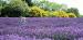 Jersey Lavender