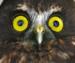 The Whangarei Native Bird Recovery Centre Incorporated