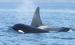 Mackay Whale Watching