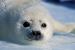 Ocean Environment Lecture Series