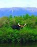 Moose Tours