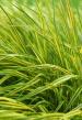 Knoll's Garden Tours 