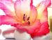 Trenython Therapies and treatments 