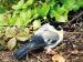 Futurismo Bird Watching