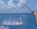 Tails And Scales Charters