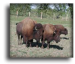 American Bison
