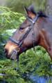 Lavant House Stables Livery Services