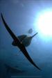 Dolphin Reef Eilat Guided Dives with Dolphins