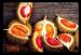 Fruit & Spice Park World Fruit Tours 