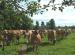 Modbury Farm Shop
