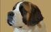 St. Bernard Dog Museum