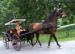 Granger Homestead Carriage Rides