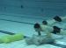 Pat National Aquatic Rescue and Safety