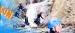 Pyrenees Roussillon Canyoning