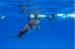H2O Madeira Swimming with Dolphins