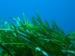 Isla Diving Center Dives