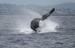 Coolangatta Whale Watch
