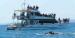 Hervey Bay Whale Watch