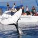 Blue Dolphin Marine Tours