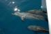 Blue Dolphin Marine Dolphin Watching Tours