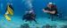 Scuba Dive SA Diving Courses