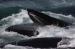Hyannis Whale Watcher Cruises