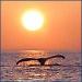 Cape Cod Clambake Cruise