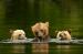 Knight Inlet Lodge Grizzly Bear Watching Tours