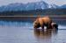 Silver Salmon Creek Lodge Bear Viewing