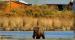 KatmaiLand Bear Viewing